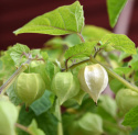 Gyldenbær 'Preciosa'