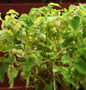 Gyldenbær 'Preciosa'
