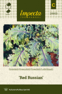 Grønkål 'Red Russian'