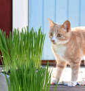 Kattegræs