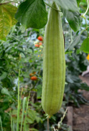 Luffa