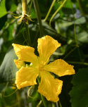 Luffa