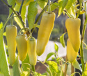 Chilipeper 'Sweet Banana'
