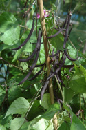 Purpurbønne 'Purple tipi'