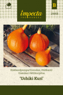 Græskar 'Uchiki Kuri'
