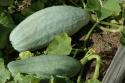 Græskar 'Hubbard Large Blue'