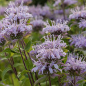 Vild hestemynte, Pragtfuld biplante med lyslilla blomster i etager på stænglerne.
