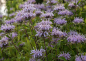 Vild hestemynte, Pragtfuld biplante med lyslilla blomster i etager på stænglerne.