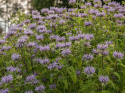 Vild hestemynte, Pragtfuld biplante med lyslilla blomster i etager på stænglerne.