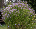 Vild hestemynte, Pragtfuld biplante med lyslilla blomster i etager på stænglerne.