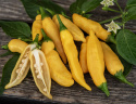 Chilipeber 'Hot Lemon', slanke frugter med let sødme, en note af frugtig citrus og en behagelig varme.