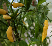 Chilipeber 'Hot Lemon'