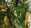 Chilipeber 'Hot Lemon', slanke frugter med let sødme, en note af frugtig citrus og en behagelig varme.
