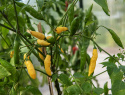 Chilipeber 'Hot Lemon', slanke frugter med let sødme, en note af frugtig citrus og en behagelig varme.