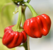 Habanero-chili 'Habanero Caribbean Red'