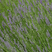 Bredbladet Lavendel