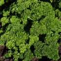 Kruspersille 'Wega', medium krusede blade. Hurtigvoksende, pæne planter med godt udbytte.