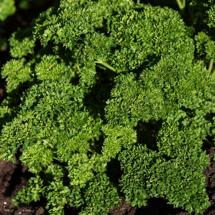 Kruspersille 'Wega', medium krusede blade. Hurtigvoksende, pæne planter med godt udbytte.
