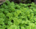 Kruspersille 'Wega', medium krusede blade. Hurtigvoksende, pæne planter med godt udbytte.