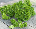 Kruspersille 'Wega', medium krusede blade. Hurtigvoksende, pæne planter med godt udbytte.