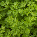 Bladpersille 'Fest', Bladpersille med mellemstore, glatte, grønne blade med meget smag og aroma.