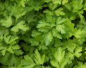 Bladpersille 'Fest', Bladpersille med mellemstore, glatte, grønne blade med meget smag og aroma.