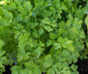 Bladpersille 'Fest', Bladpersille med mellemstore, glatte, grønne blade med meget smag og aroma.