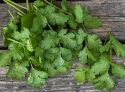 Koriander 'Atlas', Bladkoriander. Frodigt mørkegrønne, fintfligede blade med aromatisk smag. 