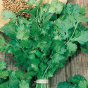 Koriander 'American Long Standing', Opret voksende koriander med fint fligede, aromatiske blade.