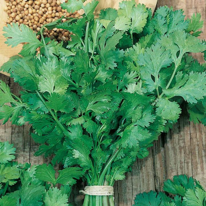 Koriander 'American Long Standing', Opret voksende koriander med fint fligede, aromatiske blade.