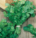 Koriander 'American Long Standing', Opret voksende koriander med fint fligede, aromatiske blade.
