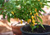 Habanero-chili 'Habanero Hot Lemon'
