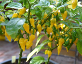Habanero-chili 'Habanero Hot Lemon'