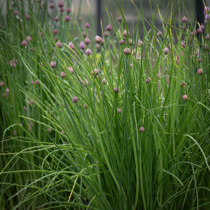 Purløg 'Pražská', Dekorative og spiselige blomster, der også kan tørres som evighedsblomster.