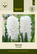 Hyacint 'Carnegie' 5 stk. Kraftige, tætte blomsterspir i den reneste hvide med en vidunderlig duft.
