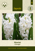 Hyacint 'Carnegie' 5 stk. Kraftige, tætte blomsterspir i den reneste hvide med en vidunderlig duft.