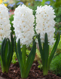 Hyacint 'Carnegie' 5 stk. Kraftige, tætte blomsterspir i den reneste hvide med en vidunderlig duft.
