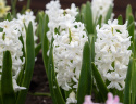 Hyacint 'Carnegie' 5 stk. Kraftige, tætte blomsterspir i den reneste hvide med en vidunderlig duft.