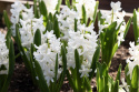 Hyacint 'Carnegie' 5 stk. Kraftige, tætte blomsterspir i den reneste hvide med en vidunderlig duft.
