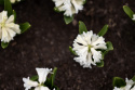 Hyacint 'Carnegie' 5 stk. Kraftige, tætte blomsterspir i den reneste hvide med en vidunderlig duft.