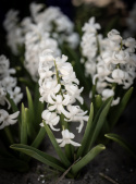Hyacint 'Carnegie' 5 stk. Kraftige, tætte blomsterspir i den reneste hvide med en vidunderlig duft.