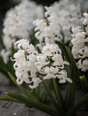 Hyacint 'Carnegie' 5 stk. Kraftige, tætte blomsterspir i den reneste hvide med en vidunderlig duft.