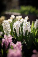 Hyacint 'Carnegie' 5 stk. Kraftige, tætte blomsterspir i den reneste hvide med en vidunderlig duft.