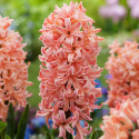 Hyacint 'Gipsy Queen' 5 stk. Kraftige, tætte blomsterspir i lys abrikos og lakserosa med en vidunderlig duft.