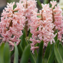 Hyacint 'Gipsy Queen' 5 stk. Kraftige, tætte blomsterspir i lys abrikos og lakserosa med en vidunderlig duft.