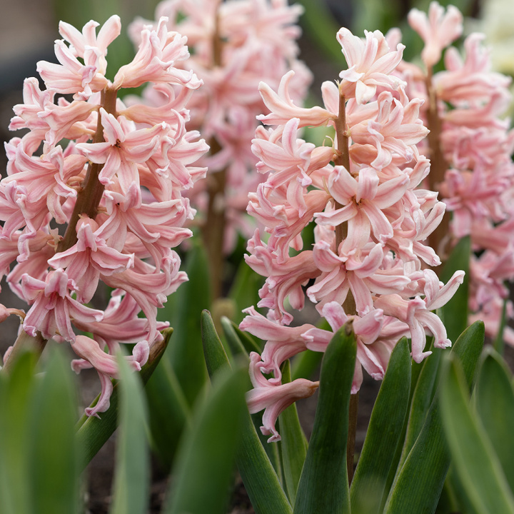 Hyacint 'Gipsy Queen' 5 stk. Kraftige, tætte blomsterspir i lys abrikos og lakserosa med en vidunderlig duft.