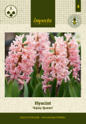 Hyacint 'Gipsy Queen' 5 stk. Kraftige, tætte blomsterspir i lys abrikos og lakserosa med en vidunderlig duft.