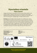 Hyacint 'Gipsy Queen' 5 stk. Kraftige, tætte blomsterspir i lys abrikos og lakserosa med en vidunderlig duft.