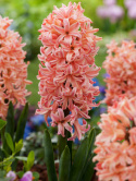 Hyacint 'Gipsy Queen' 5 stk. Kraftige, tætte blomsterspir i lys abrikos og lakserosa med en vidunderlig duft.
