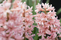 Hyacint 'Gipsy Queen' 5 stk. Kraftige, tætte blomsterspir i lys abrikos og lakserosa med en vidunderlig duft.